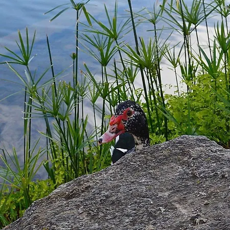 Stunning Duplex In Capistrano Playa, * Nerja