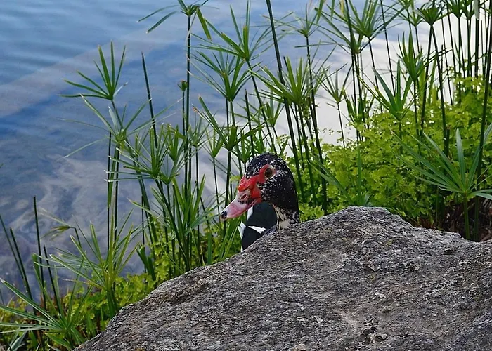 Stunning Duplex In Capistrano Playa, * Nerja